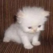 ねぎちゃん