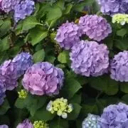 めもち♡の画像