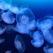 リ-トルンの画像