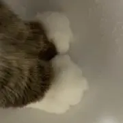 メインクーンの画像