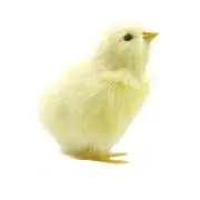 ひよこ
