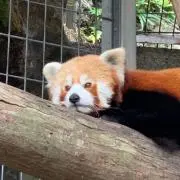こっぺぱんの画像