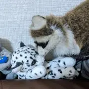 蒼い獅子 プロフィールご覧下さいの画像