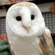 メンフクロウのはなまる*´∀`)ノ