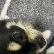 nono