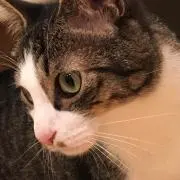 たまじ