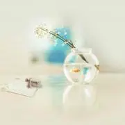 mayu