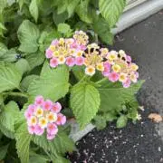 まんぼぅの画像