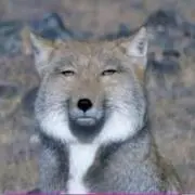 きつね