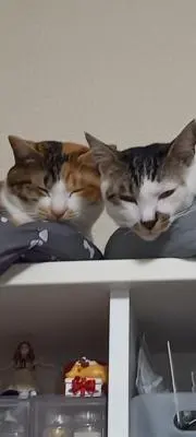 かの画像