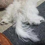 ひなの画像