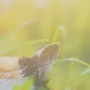 ふじ