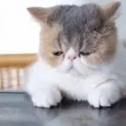 リロの画像