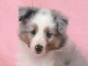 りぃの画像