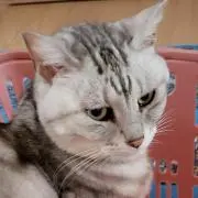 いちの画像