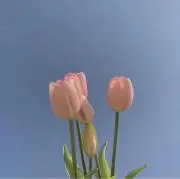 shiの画像