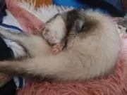 MISIAミーミ開封時、動画撮影