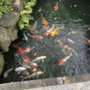 ねこねこの画像