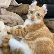 Sam