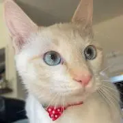 うゆの画像