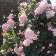 m.