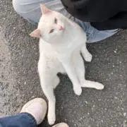 もふもこ※プロカ必読の画像