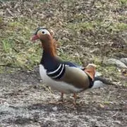 manaの画像
