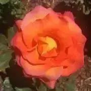 dancoの画像