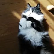 ふくの画像
