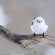 Sumimi