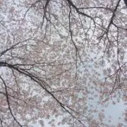 ハルカ