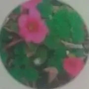 ななの画像