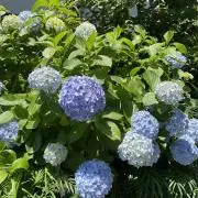 ばんの画像