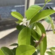 ヤマモリの画像