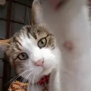 ときちゃん
