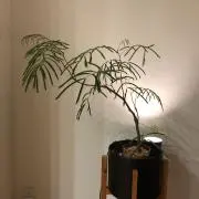 Image of オヌ
