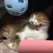 silkの画像