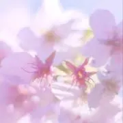NANAの画像