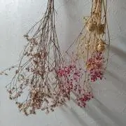 sakiの画像