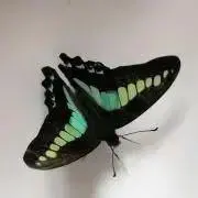 ヒカリ