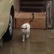 ぴーぴー