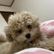 Moka