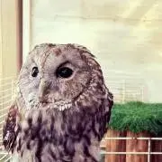 だいち