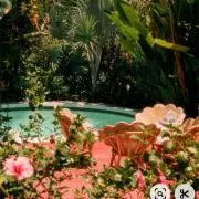 flamingoの画像