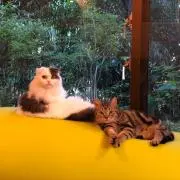 ひめとら(値下げ・即購入歓迎⭐︎)の画像