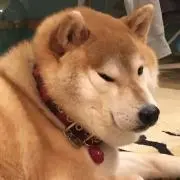 ゆきんこの画像