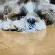 シェイ