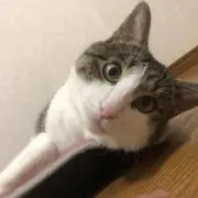 ジャン
