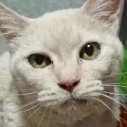 みゃーこ