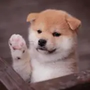 マッキーの画像